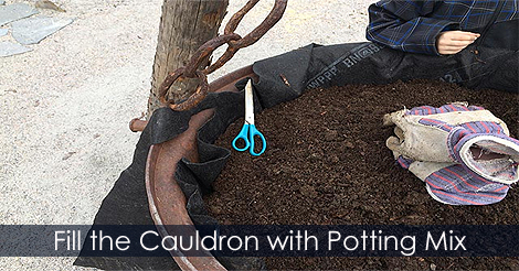 Fill in the cauldron with potting mix