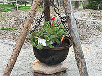 Plant in planter