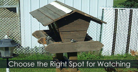 Bird feeder - choosing location