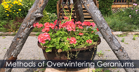 Methods of Overwintering Geraniums - How to Grow Geraniums Over the Winter