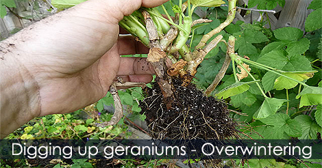 Overwintering Geraniums - Dig your geranium before the first frost