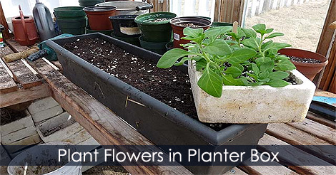 How to arrange flower planter - Container planting advice and ideas