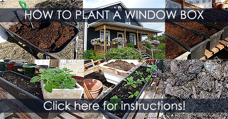 How to plant a window box