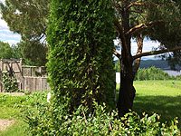 How to trim cedar hedge - How to prune a cedar hedge