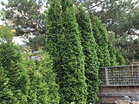 Entretien des cèdres - Emplacement et distance entre les cèdres lors de la plantation d'une haie de cèdres