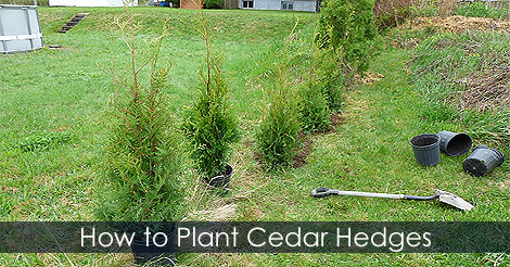 How to plant cedar hedge