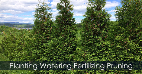 Pruning Cedar Trees - How to trim cedar hedge