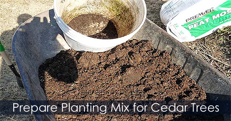 How to Plant a Cedar Hedge - Planting Mix for Cedar Trees
