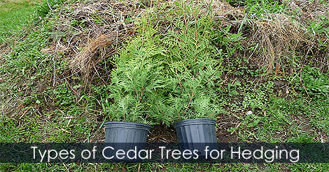 Types of cedar trees for landscaping