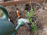 how to water tomato plants - Watering tomatoes - Watering tomatoes regularly allows the plants to absorb the nutrients they need from the soil.
