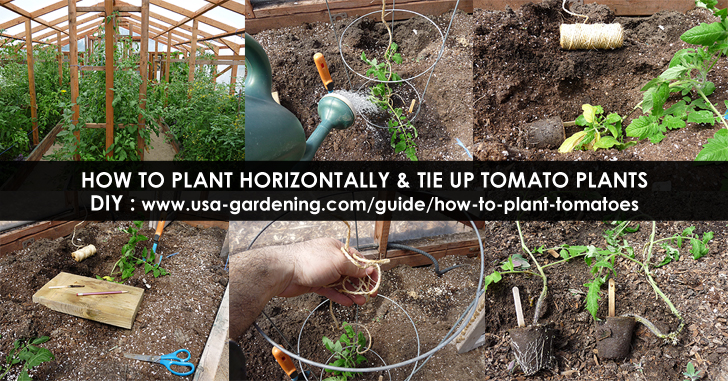 Trench planting tomatoes