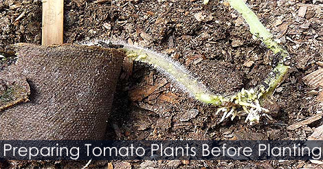 How to Plant Tomatoes - Preparing tomato plants before planting - Growing Tomatoes from Seed Technique Tips with photos