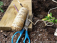 Tips for staking and tying tomatoes - Caging and stringing up tomatoes - Vertical string method of supporting tomato plants