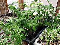 How to grow tomatoes - Learn how to plant, grow, and harvest tomatoes