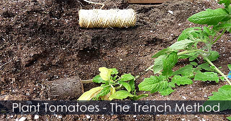 Plant Tomatoes With The Trench Method - Planting tomato plants - How to plant tomatoes - Tomatoes: Trench Planting Method