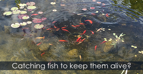 How to capture fish in a pond
