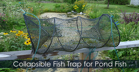 Backyard pond fish trap