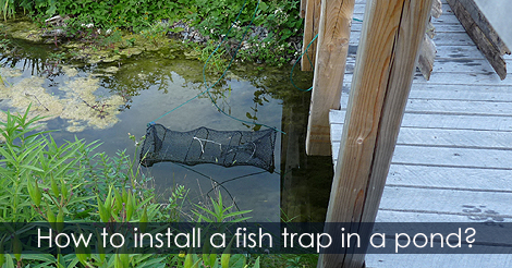How to set a fish trap in a pond