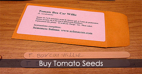 Buy tomato seeds