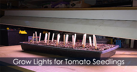 Grow lights for tomatoes