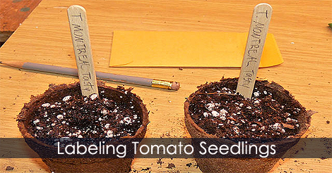 Labeling tomato seedlings