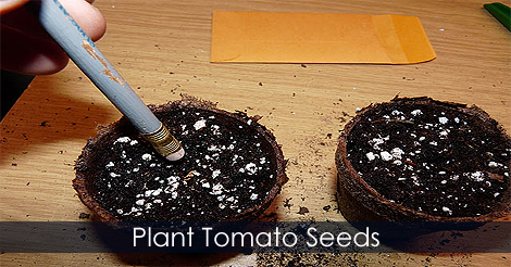 Plant tomato seeds