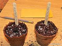 Popsicle Sticks as seedlings or plant markers