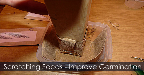 How To Speed Up Seed Germination By Scarifying Seeds