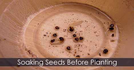 Preparing Seeds for Germination - Soaking Seeds before Planting