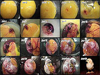 Causes of chicken hatching problems - Incubation procedures for optimum egg hatchability