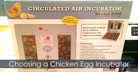 Choosing an Incubator For Your Hatching Eggs - Automatic Incubaor - Circulated air incubator - How to Choose an Incubator
