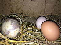Collecting hatching eggs for incubation - Raising Chickens: Collecting, Cleaning, and Storing Chicken Eggs
