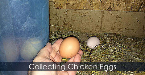 How to collect chicken eggs for hatching - Incubating chicken eggs - Chicken coop - How to candle an eggs
