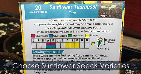 How to choose sunflower seeds varieties