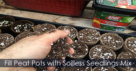 Peat Pots