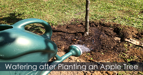Watering fruit trees