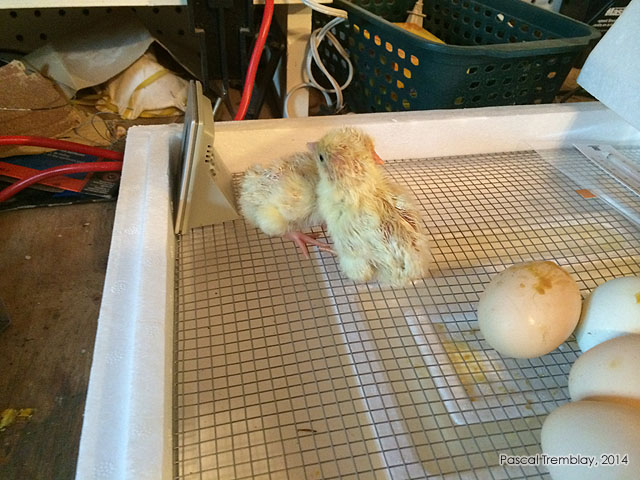 Drying chicks - Tips for Taking Care of Your Newly Hatched Chicks - Circulated air incubator