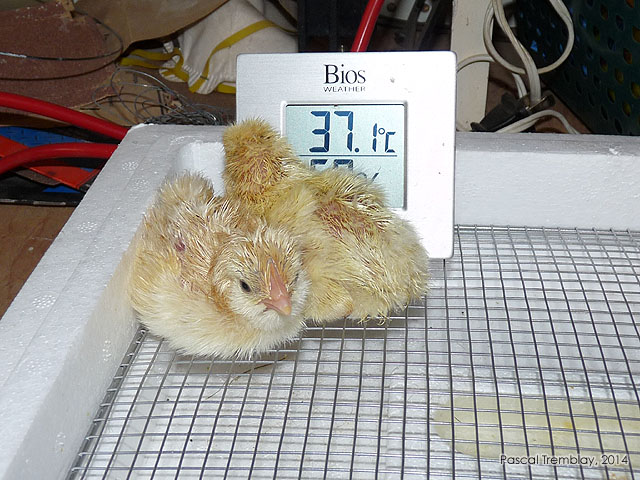 Artificial egg incubation - Chicken chicks - Newborn chicks - baby chicks - Homemade egg incubator - Poultry products