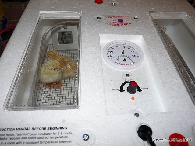Egg incubation period - artificial incubation - Chicken egg incubation time - Purchase egg incubator