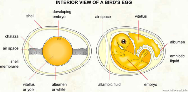 Interior View of a bird's egg - Part of the egg - Chicken's egg interior view