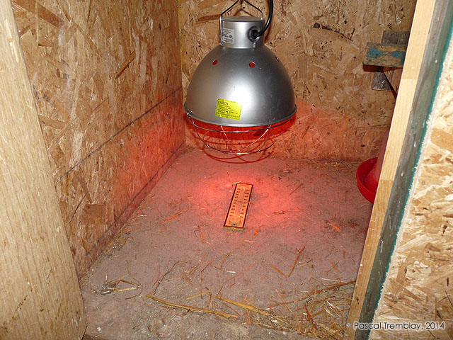 Brooder heat lamp - Maintain the brooder temperature - Poultry heat lamp Chicken brooder setup - Raising baby chicks