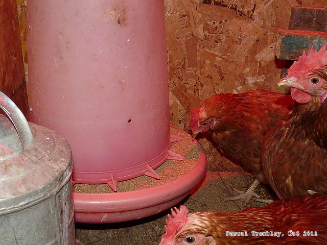 Feeding Poultry - Build hen house - Build hen coops - Build chicken coop - Build Poultry coop