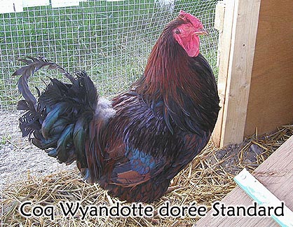 Standard Golden Wyandotte - Photos of Hens - The Chicken Coop