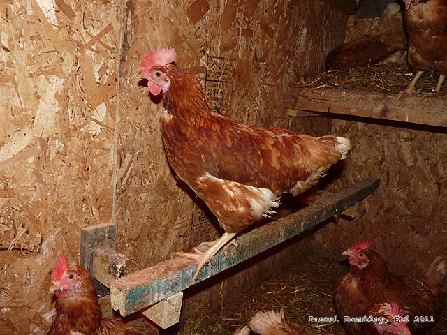 The laying hens in the Poultry house - Bacyard hen house Plan to build it - Cheapy hen house