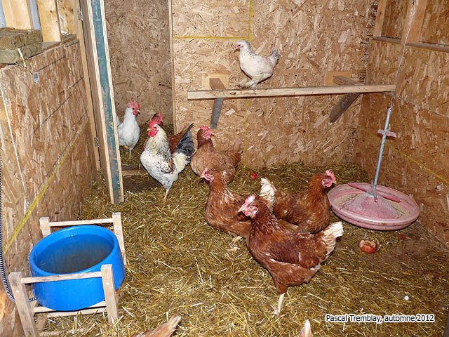Hen House Coop - Heated bowl for Poultry house - The chicken coops plans