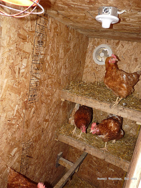 Insulated Hen House - Insulated Chicken house - Insulated Hen Coop - Buy heater for poultry house