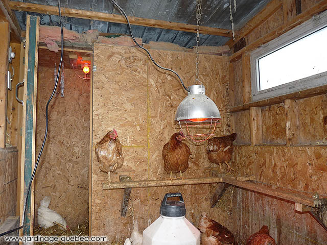 Hanging chicken coop heat lamp - How to raise chickens in winter