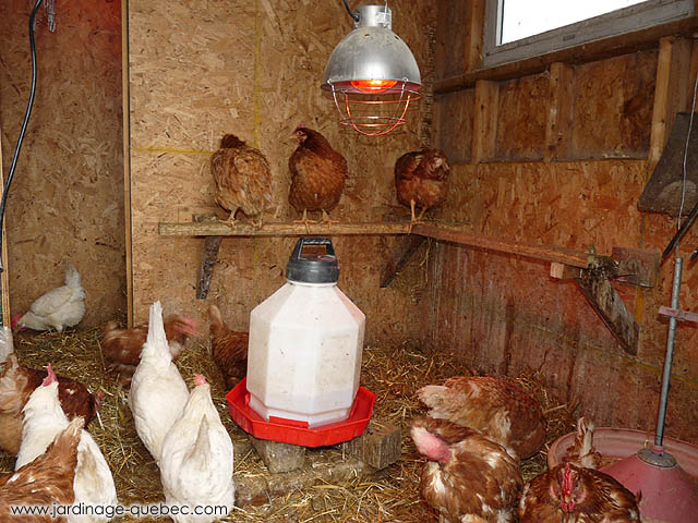 Heating Chicken coop - Build a winter chicken coop - Chicken coop heat lamps