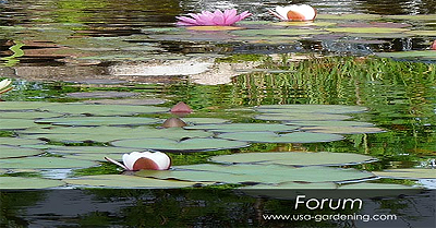 Gardening Homesteading USA Canada UK Forum