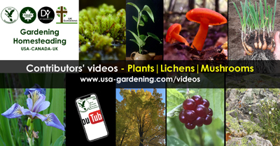 Plants lichens and mushrooms